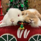 いちごみるくちゃんと甘えんぼさん