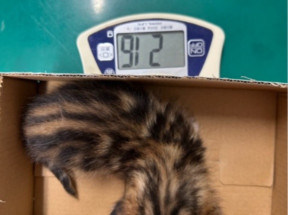 靴箱に入れて捨てられていた子猫達🐈‍⬛