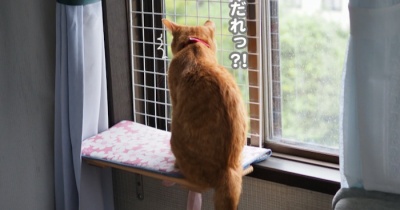 庭に予期せぬ来訪者
