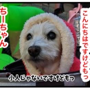🐶メリクリですけどもっ❣️ちぃサンタが行く🎅
