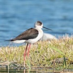 Tokyo_wildbirdpark_blog