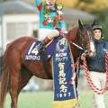 2015年の競馬を振り返って&東京大賞典予想