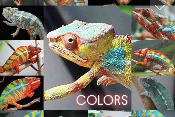 COLORS - パンサーカメレオン販売