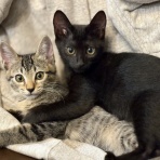 うちのとらまる