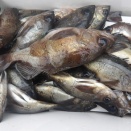 2月15日(日)晴　今日の釣果☆☆☆☆