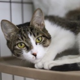 『2月25日（土）～26日（日）は譲渡会です』の画像