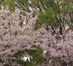 鴨な昼下がり(弁天池公園・2026.4.7) その1