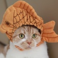 たい焼と猫。