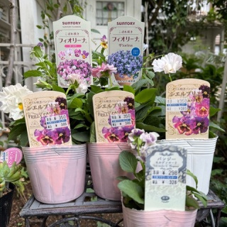 のばらのガーデニングブログ　Hana and Rose Garden+