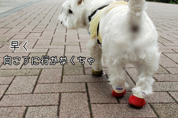 たかシェフのおうちごはん と 白い犬 と チワワ 21 Powered By ライブドアブログ