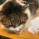 今日のラル君　点滴中