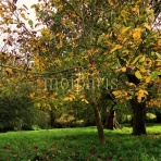 パリ生活社ミルクとマカロン2