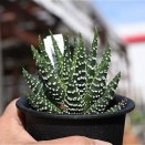 ドーナツ　冬の星座&入荷植物