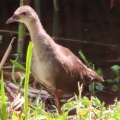 ヒクイナの幼鳥が２羽なったⅡ🐦‍⬛🐦‍⬛📸（多々良沼公園）