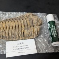 （´･ω･`）三葉虫の化石が届いたよ（※画像あり）