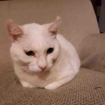 三度の飯＜犬と猫