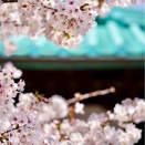 本日より通常営業