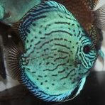 AquaDreams_officialのblog