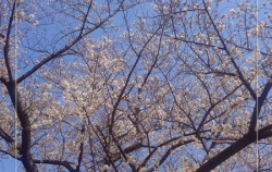 『花見に行ってきました🌸』の画像