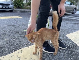ガリガリのシータさんのみたいな茶トラの子猫を保護しました。①