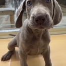 凛々しい顔立ちワイマラナーくん