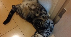 実物のﾈｺﾁｬﾝたちセカンド74