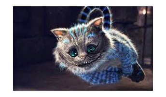 猫に関する不思議な話し。