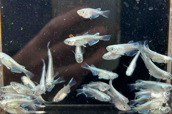 【めだかのビーンズ】サンセット極龍　３ペア　NO.３