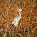 霜月でもシギ・チドリに夢中
