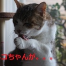 雨ごい