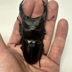 クワガタ自己満ラボ