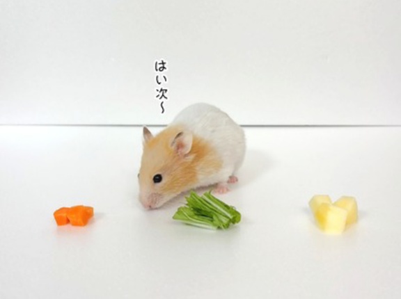 今日のプリン(10/29追記)