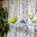 PBFDそらちゃんと☆あむしろインコ日記☆