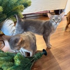 クリスマスツリーを出しました