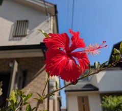 ハイビスカス🌺赤