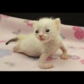 「決して諦めなかった」虐待の末に片目を失ったとされる猫、懸命な回復ぶりに反響