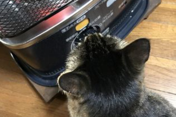 指紋認証ができなくなって 猫日和 キルト日和
