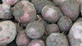 じゃがいもいっぱい採れたよぉ🥺🥔（※画像あり）