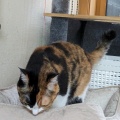 あきちゃん