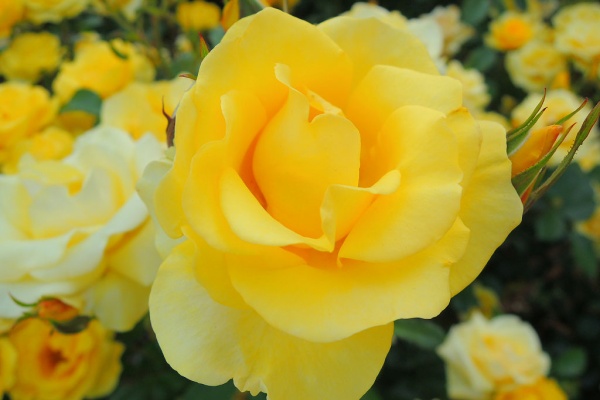 第２ みしまバラ園芸 レヨン ドゥ ソレイユ