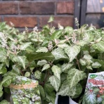 ACTIS FLOWER＆GARDEN GREEN　　プチ*フルール