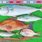 外道で不人気のアマギ クロサギ は意外と美味しい 竹村貸舟店 高知県 浦ノ内湾 宇佐 須崎市横浪半島沖の船釣り 釣果情報 ブログ