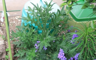 『個性的な美しい葉のアメリカオニアザミが庭に生えている』の画像