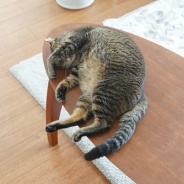 世界猫の日2026、現在のわがにゃ。