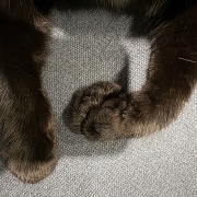 動物病院へ行って焦ったこと