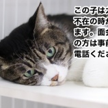 『【里親募集中】事前予約必須の犬猫たち②』の画像