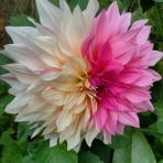 おとぎの国のガーデナー