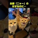 全部「ニャー」のはずなのに…