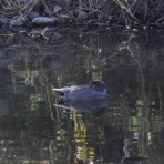 シニアの鳥撮り・素人日記