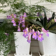 ＊青い紫陽花、白い紫陽花、6月の花々